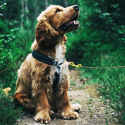 6 Pcs Double Ended Bolt Snap Hook, Zinc Alloy Double Dog Lead Metal Clips Lightweight Dog Lead Hook for Dog Leash Key Chain (Gold) - Image 4