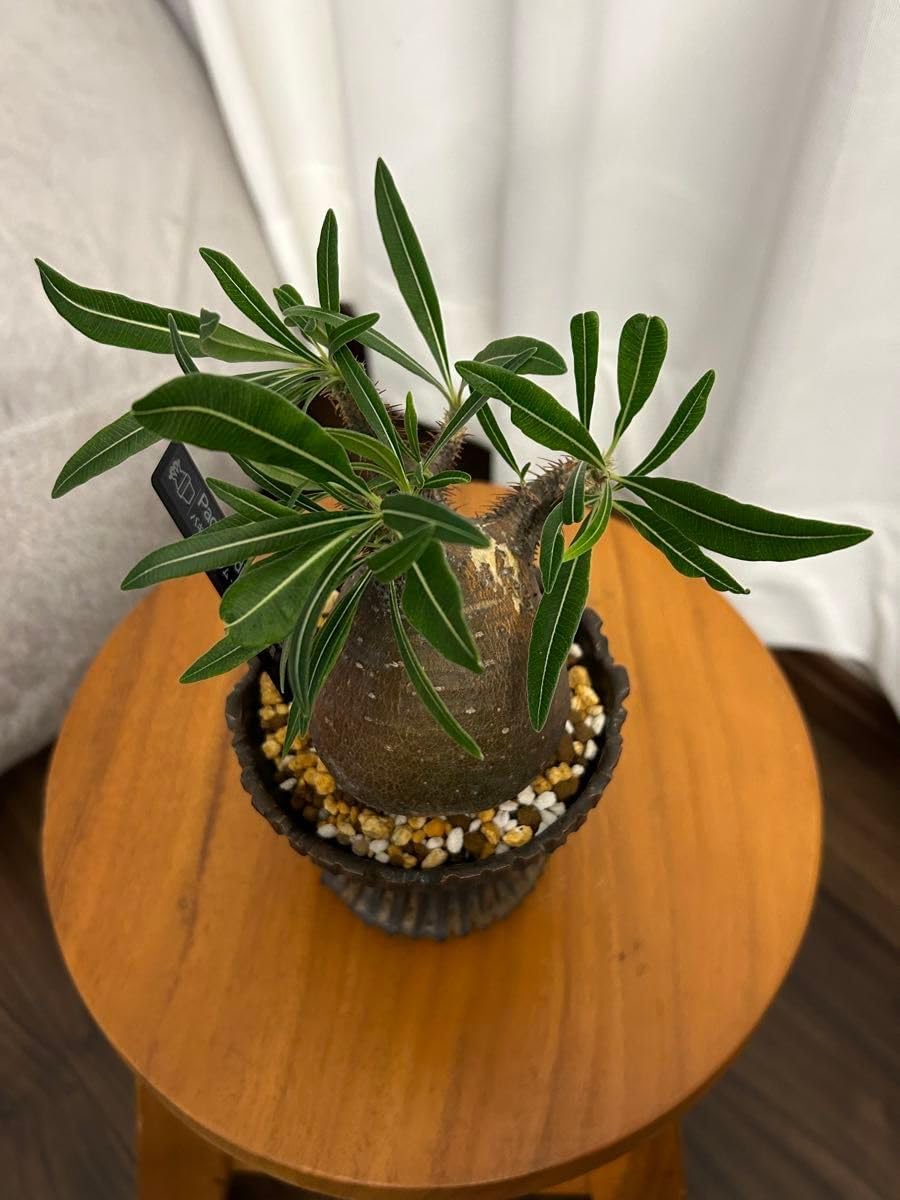 超良型グラキリス パキポディウム 現地球ウィンゾリー 発根済