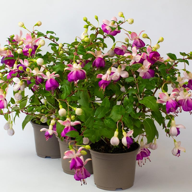 3 x Fuchsia Plant โ Outdoor Plants Garden Ready in 10.5m pots, Great for Hanging Basket, Borders, or containers, Hardy Fuchsia Plants UK (18, P B Girl)