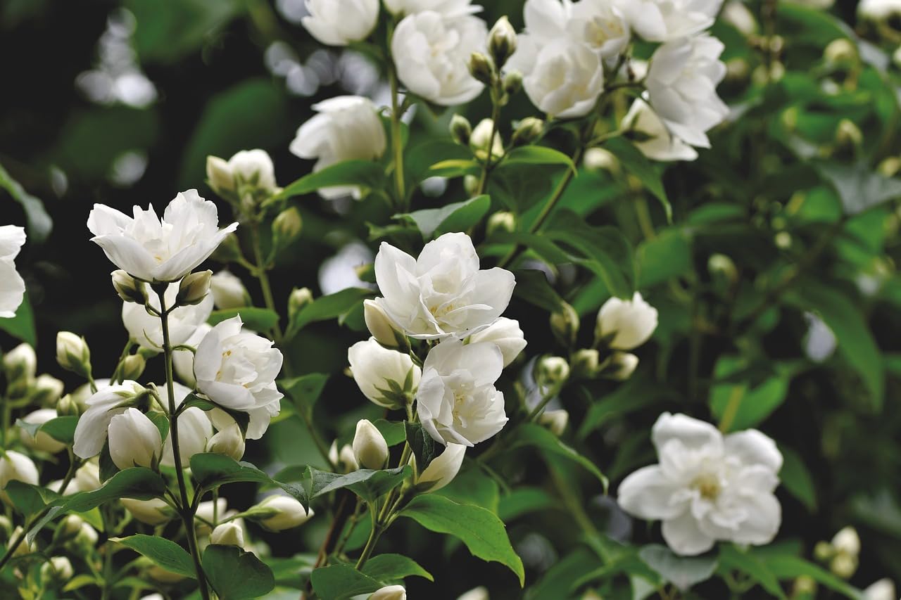 The Royal Crafty Experience the Magic of White Jasmine Double Flower live Plant Aromatic Beauty for Your Home (B0CC372XZV) Amazon Price History, Amazon Price Tracker