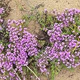 Tomillo rastrero resistente - semillas flores de pradera perennes plantas balcón semillas hierbas silvestres planta de balcón semillas flores de verano semillas 100pcs