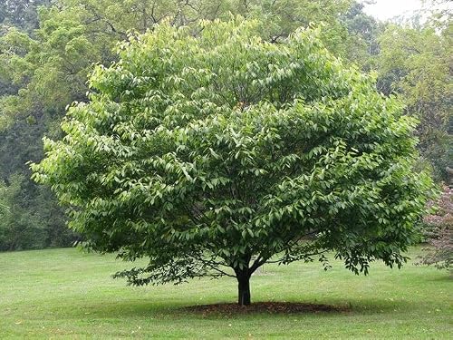 American Hornbeam Tree - 10-16" Tall Live Plant - Quart Pot