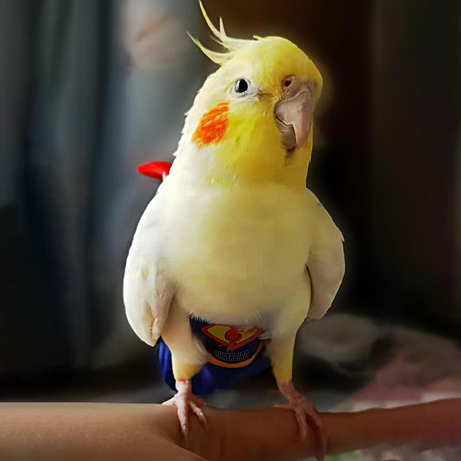 Amazon.co.jp: 鳥のおむつ、オウムのおむつ - 防水裏地付きバード 