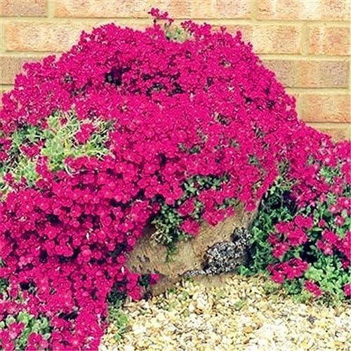 PERZOE 500 Pezzi di Piante da Fiore perenni tappezzanti da Giardino, Semi di crescione di Roccia Decorativa Semi di crescione di Roccia