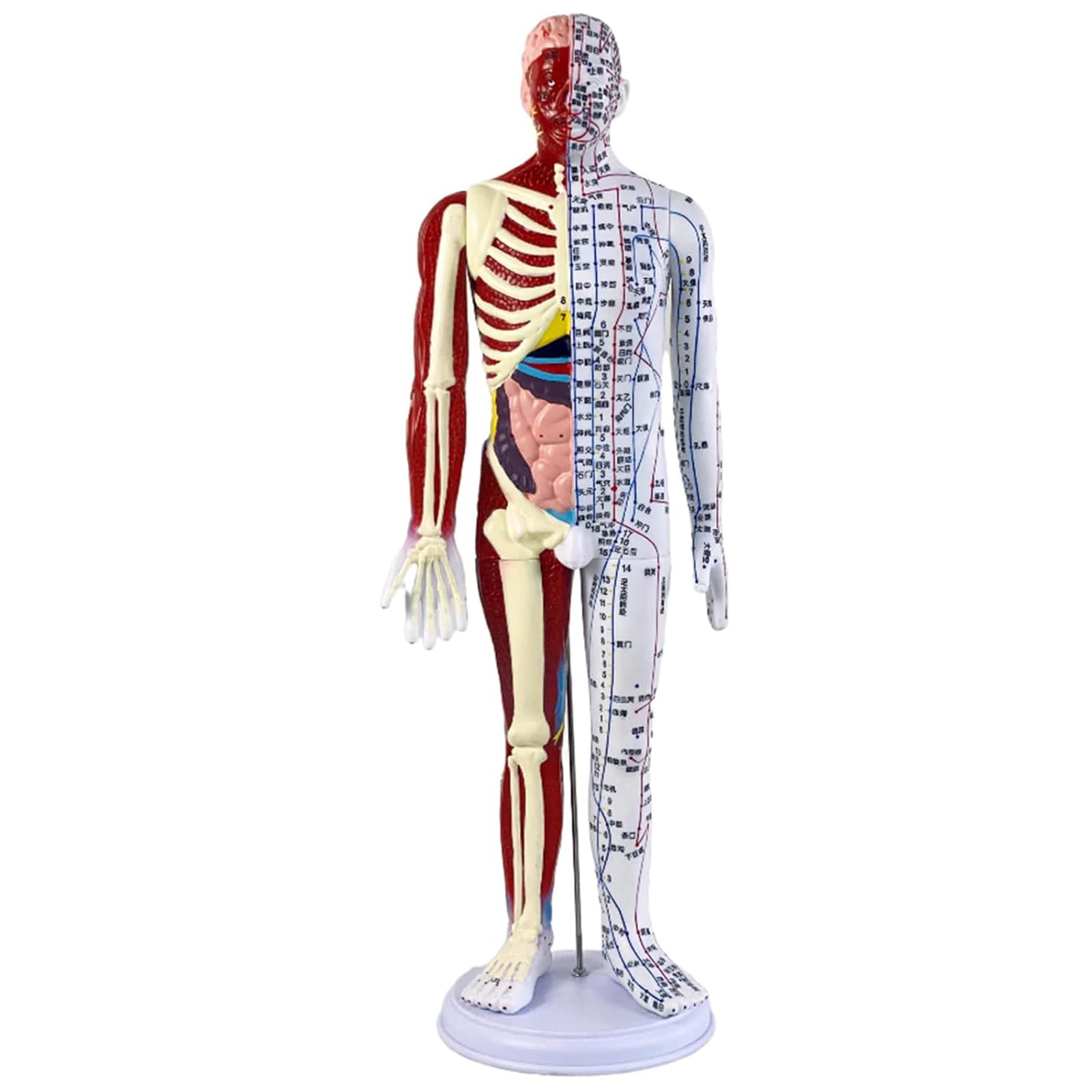 Modèle anatomique musculaire avec nerf distribué et points d'acupuncture pour étude