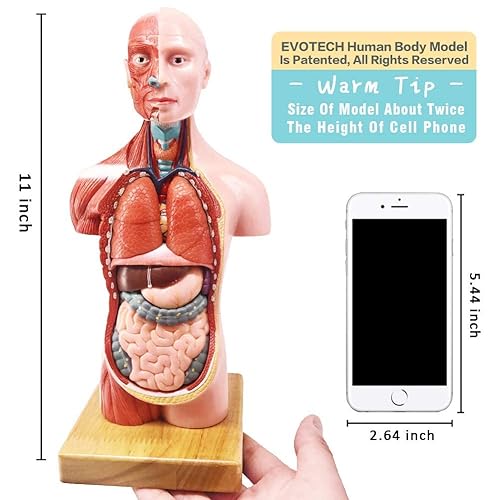 Miniatura 3 de EVOTECH SCIENTIFIC Cuerpo humano, esqueleto, corazón, cráneo de tamaño medio con modelos de cerebro, el mejor paquete de modelo de anatomía, juego