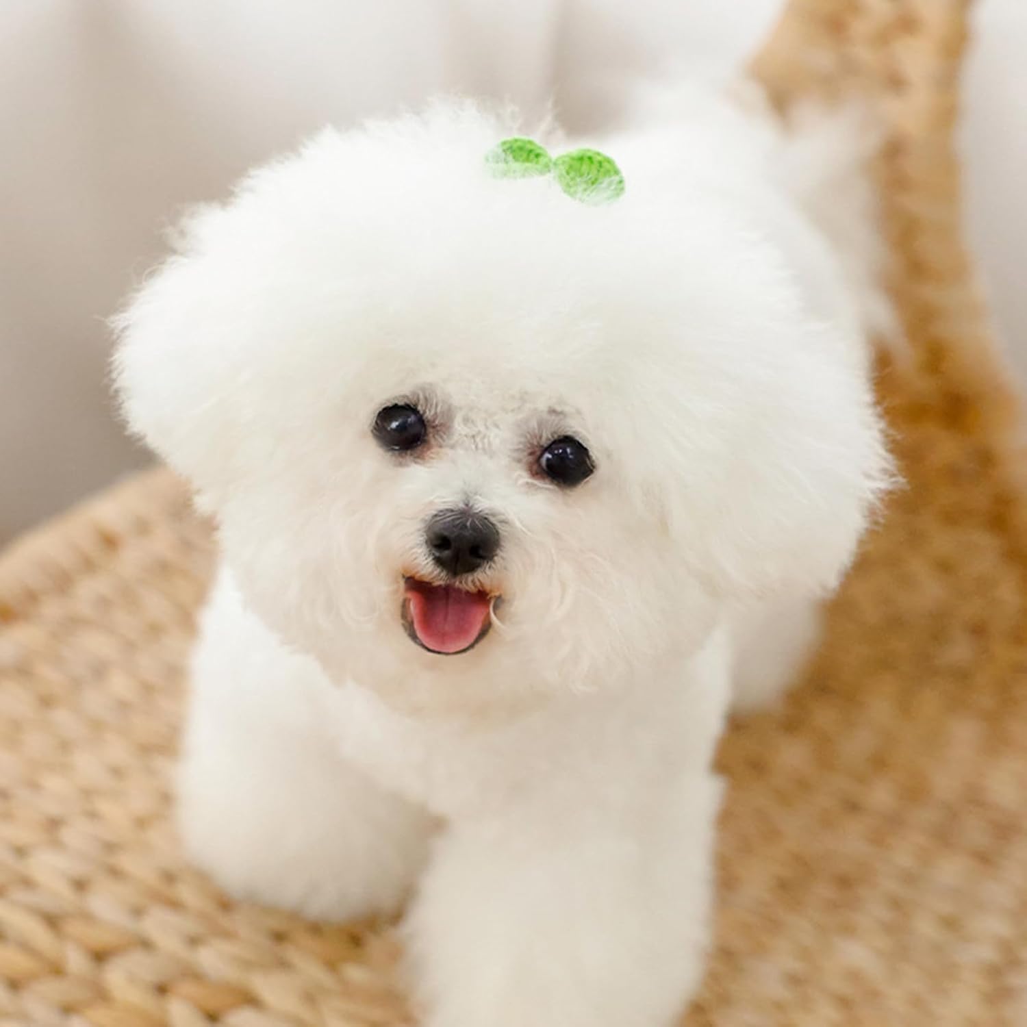 Amazon | ZhenLongDianZi 犬 猫 髪飾りアクセサリー 犬用 ヘア