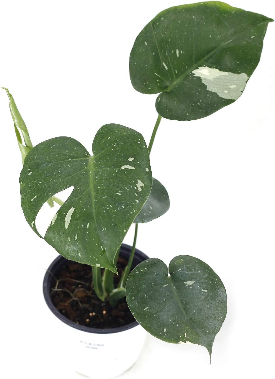 Monstera Deliciosa Variegated