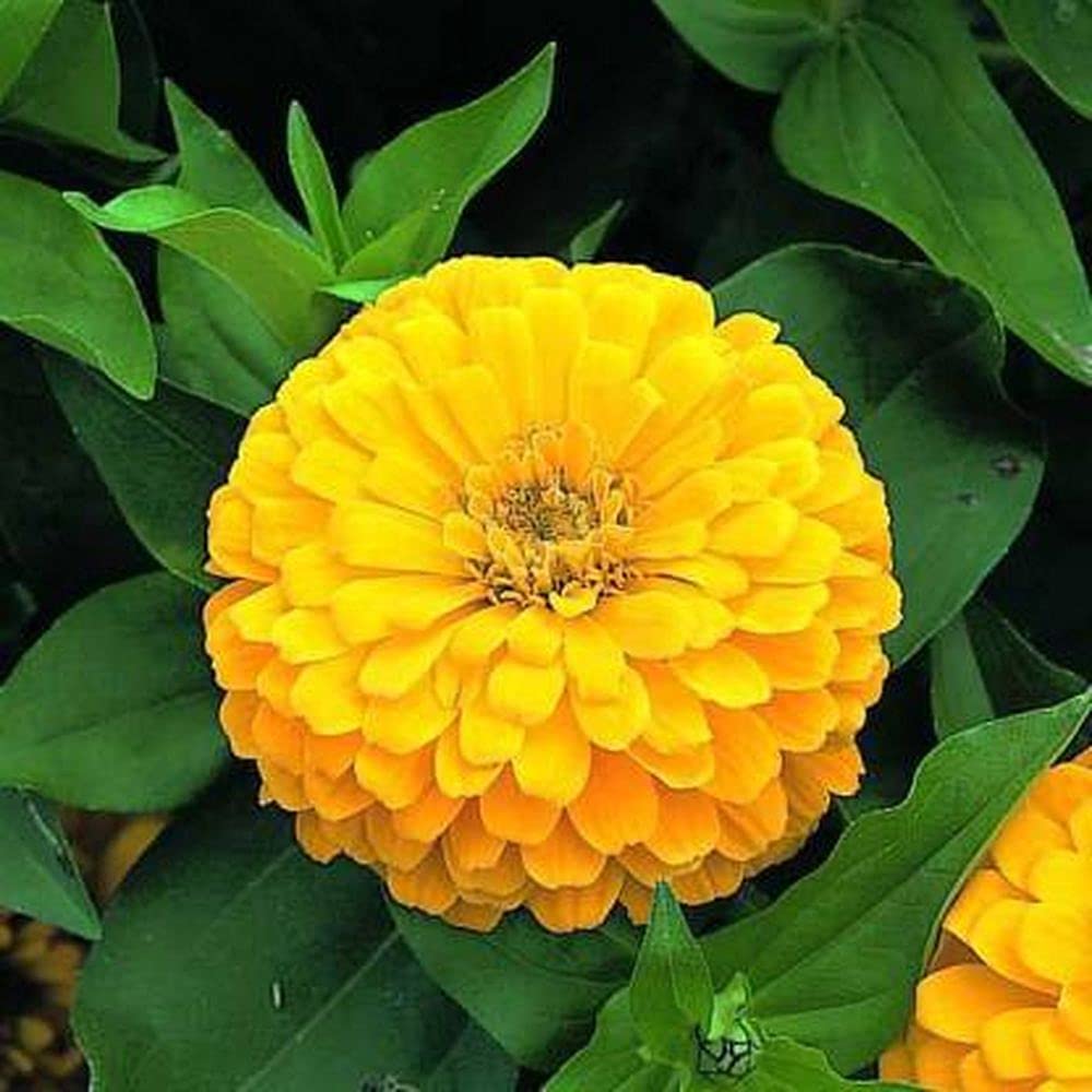 PLANTOGALLERY Zinnia Yellow Double F1 Hybrid Flower Seeds (B09B2LSYRR) Amazon Price History, Amazon Price Tracker