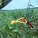 Tent Tools Tent Stakes & Bag Our Aluminum Camping Stakes for Tents are Curved for Added Strength - 0.5 oz - Reflective Rope - 100% Lifetime (Orange, 8 Stakes)