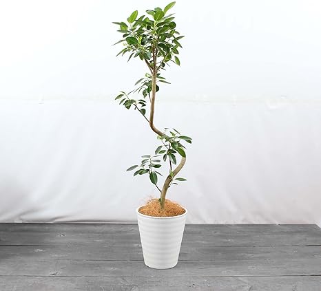 Amazon フランスゴムの木 8号 曲がり 受け皿付 観葉植物 本物 フィカス ルビギノーサ ゴムの木 インテリアグリーン シンボルツリー ギフト プレゼント Hanapochi ハナポチ 観葉植物 オンライン通販 Amazon フランスゴムの木 8号 曲がり 受け皿付 観葉植物 本物 フィカス ルビギノーサ ゴムの木 インテリアグリーン シンボルツリー ギフト プレゼント Hanapochi ハナポチ 観葉植物 オンライン通販