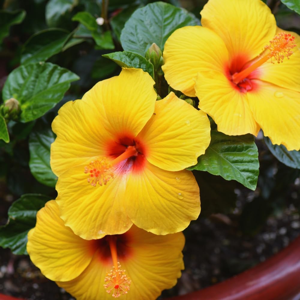 4 Hardy Hibiscus Plants Live, Yellow Hibiscus Flowers Plant, Hibiscus Live Plant Indoor, 3 to 5 Inc Tall Seedling