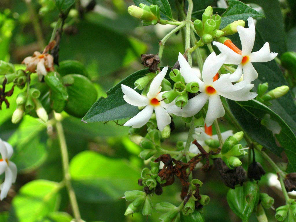 Buy 10 Nyctanthes ArborTristis Flower NightFlowering Coral Jasmine