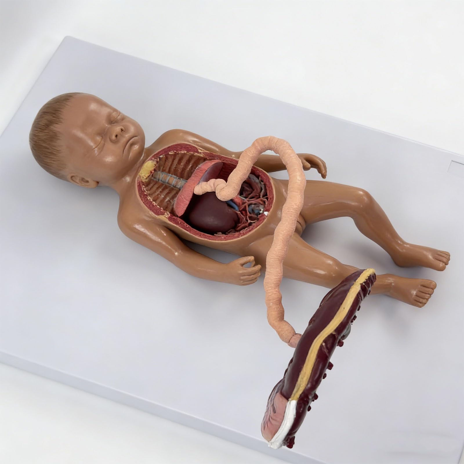 Sviluppo fetale educativo con struttura dei polmoni del cuore staccabile adatto per lo studio in classe Modello circolazione fetale Strumento educativo per l ' anatomia