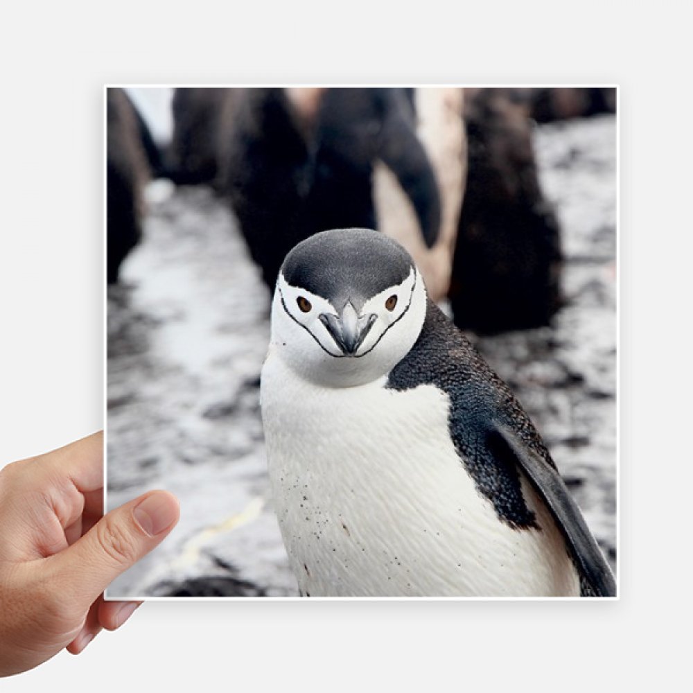 Autocollant carré pingouin sauvage sticker mural grand format 20cm