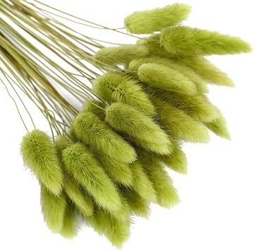 Ochine 50 Pcs Natural Dried Lagurus Ovatus Dried Grass Bouquet Rabbit Tail Grass Lagurus Ovatus Bunny Tails Dried Pampas Grass Arrangements for Wedding Floral Wreath Home Decor