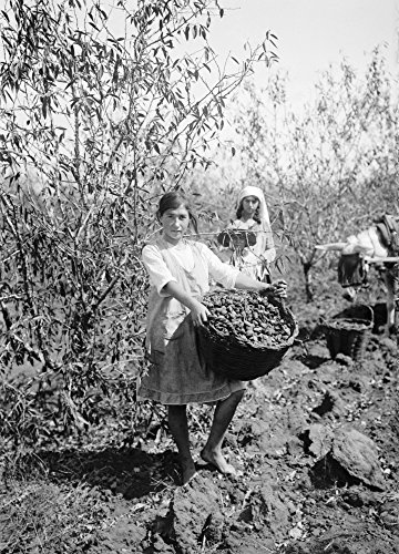Palestine Almond Gatherer Ngirl With A Basket Of Almonds At The Zionist Settlement Of Richon Leziyyon Palestine Photograph C1925 Poster Print by (18 x 24)