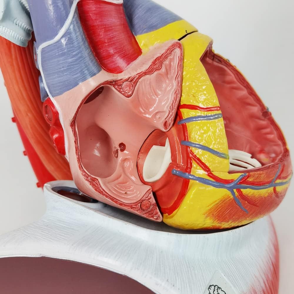 Human Heart Anatomy Model - Life Size, 10-Part, Accurate with Magnets on Diaphragm Base