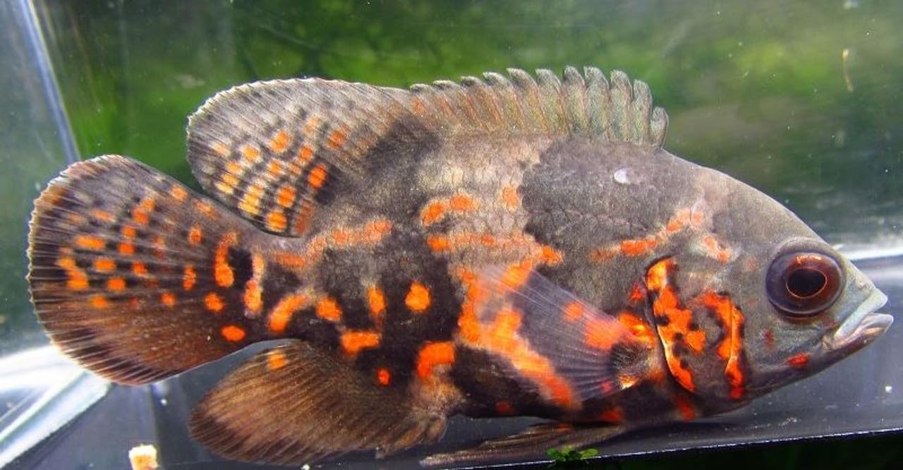 1 Pack 2"3" Tiger Oscar Cichlid Freshwater Aquarium