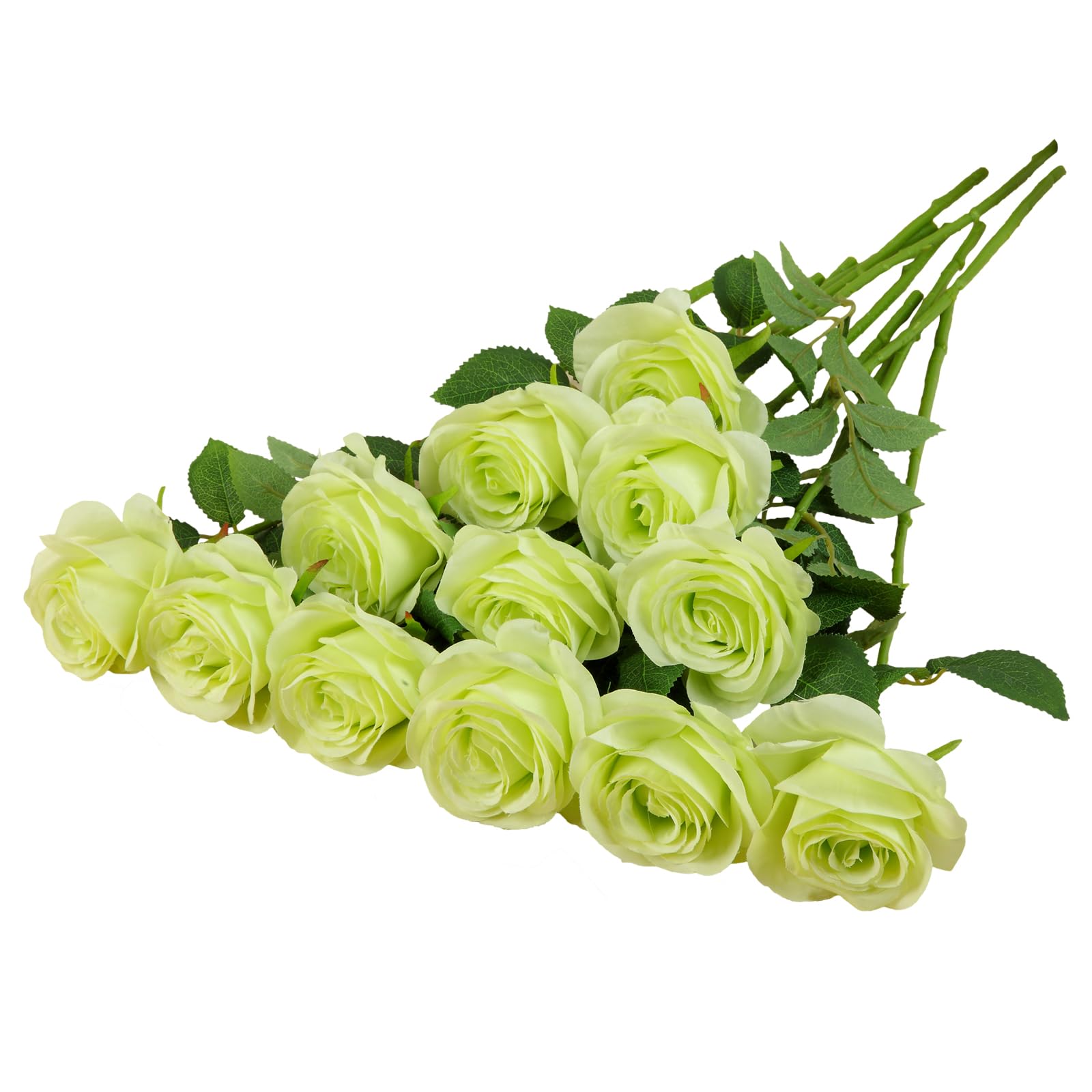 Real Light Green Roses Green Rose Stock Illustrations – 263,561