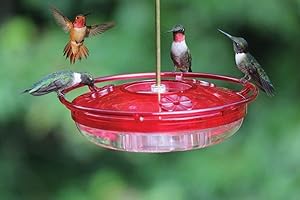 Cole's Hummer High Rise Hummingbird Feeder: A Sky-High Delight for Feathered Friends