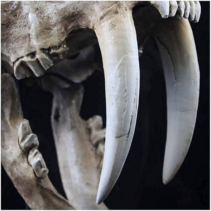 Amazon.co.jp: タイガーモデル樹脂、頭蓋骨のモデルタイガー歯サーベル