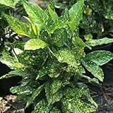 Gold Dust Variegated Aucuba - Live Plant - (1 QT)