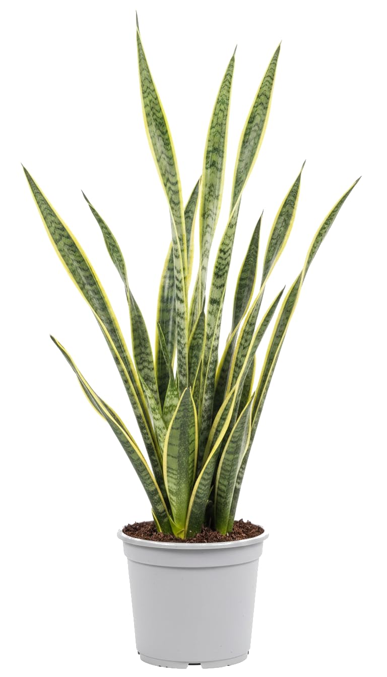 Lengua de Suegra de Interior DECOALIVE - Sansevieria Trifasciata Laurentii 17 cm de Maceta Planta Natural Resistente 50-55 cm