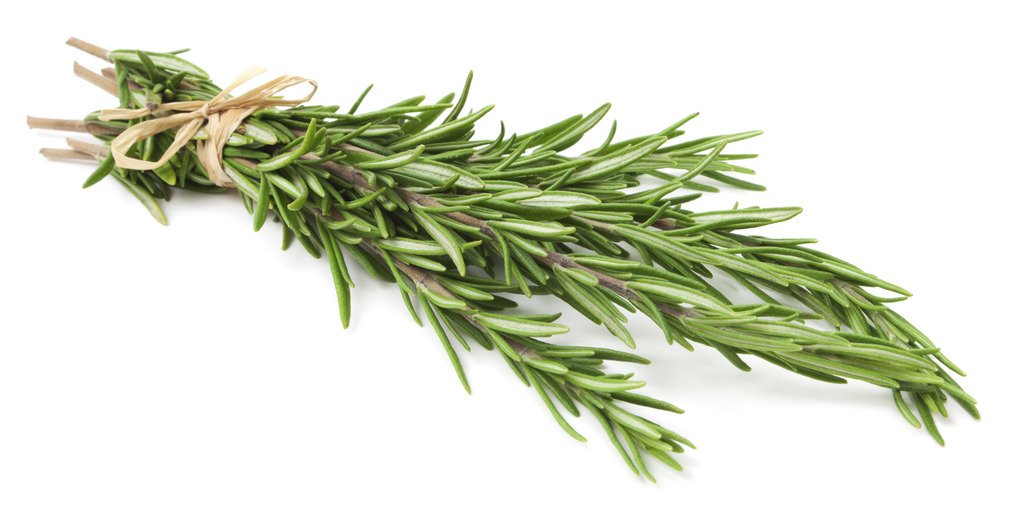 Fresh Locally Grown Rosemary 2 Bunches - Farmers Market Hand-Picked Aromatic Herb for Cooking & Health