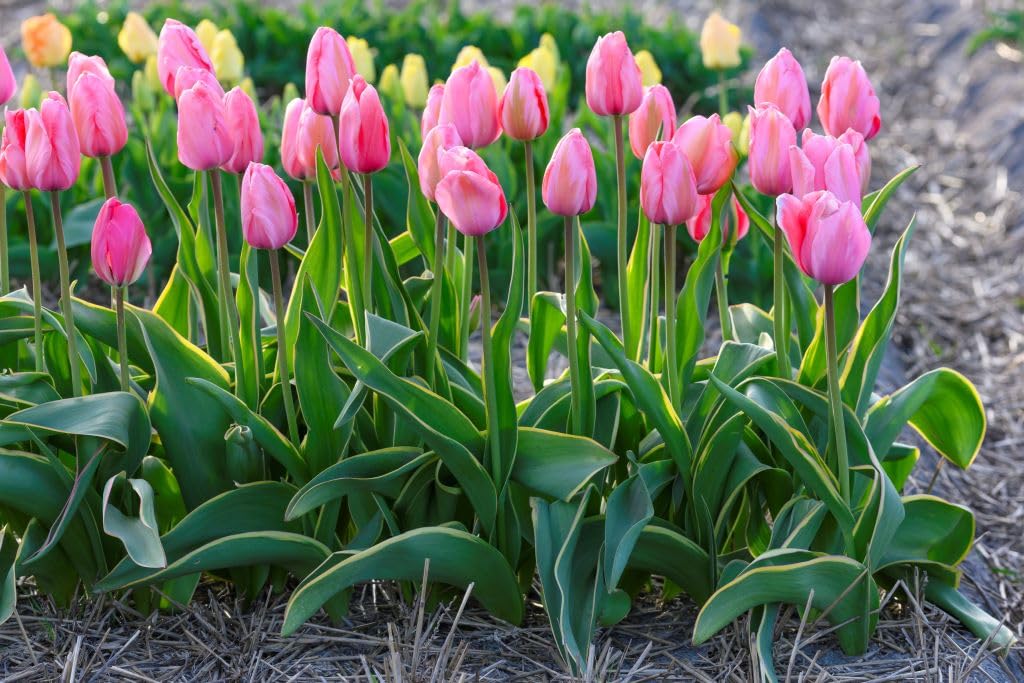Tulipa Design Impression - BIO 250 Tulpenzwiebeln aus Holland