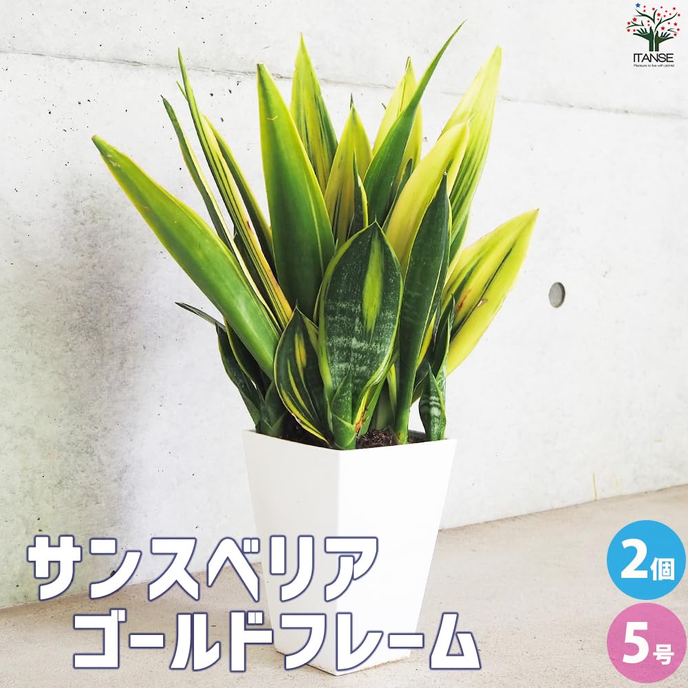 Amazon｜ITANSE サンスベリア ゴールドフレーム 5号角鉢 2個