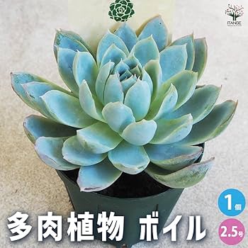 61gjM2MopZL._AC_UF350,