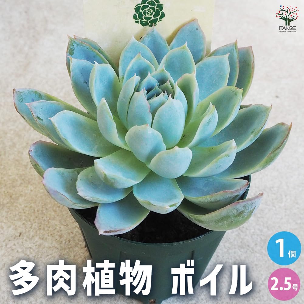 Amazon｜ITANSE 多肉植物 ボイル 2.5号 1個売り【品種で選べる