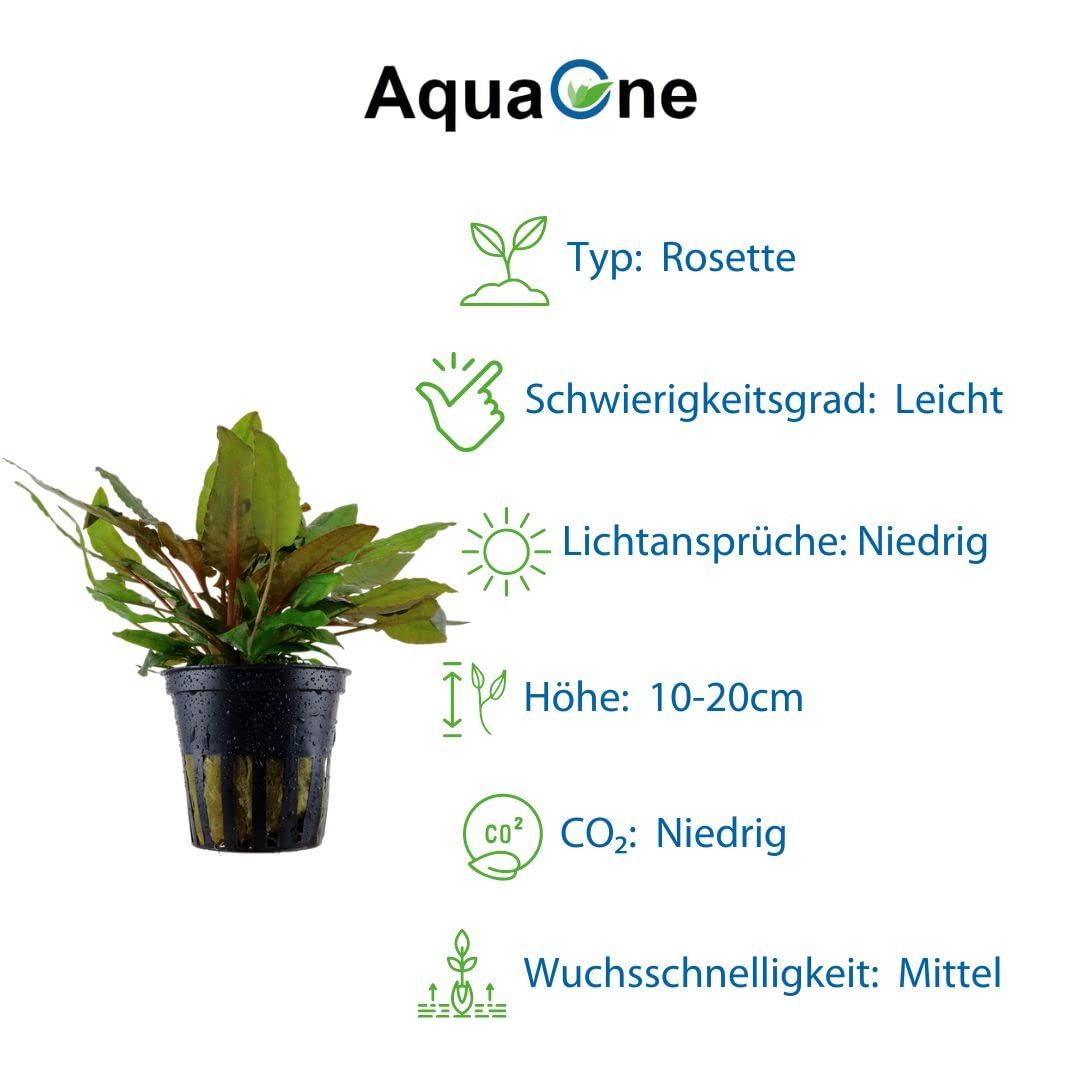 AquaOne Aquarium Pflanze 3 Stück Cryptocoryne wendtii 'Tropica' I Wasserpflanze Aquariumpflanze Rosette voll durchwurzelt einfach pflegeleicht Aquascaping Dekoration