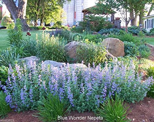 Blue Wonder' Catmint Seeds- (Nepeta Mussinii) Compact Heat Tolerant,Perennial (100 Seeds) #TOP2