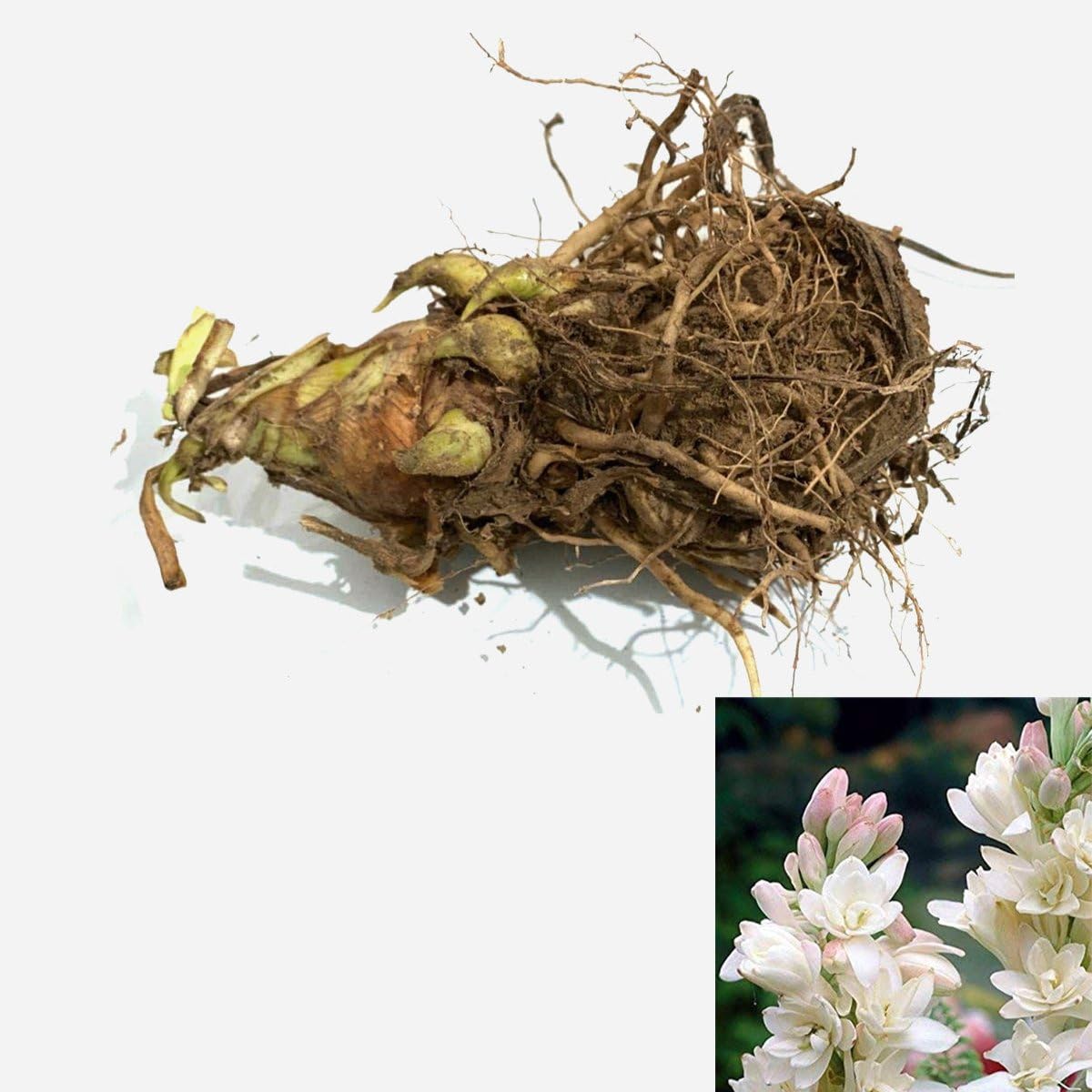 Rajanigandha flower bulb 10 - Image 7 thumbnail