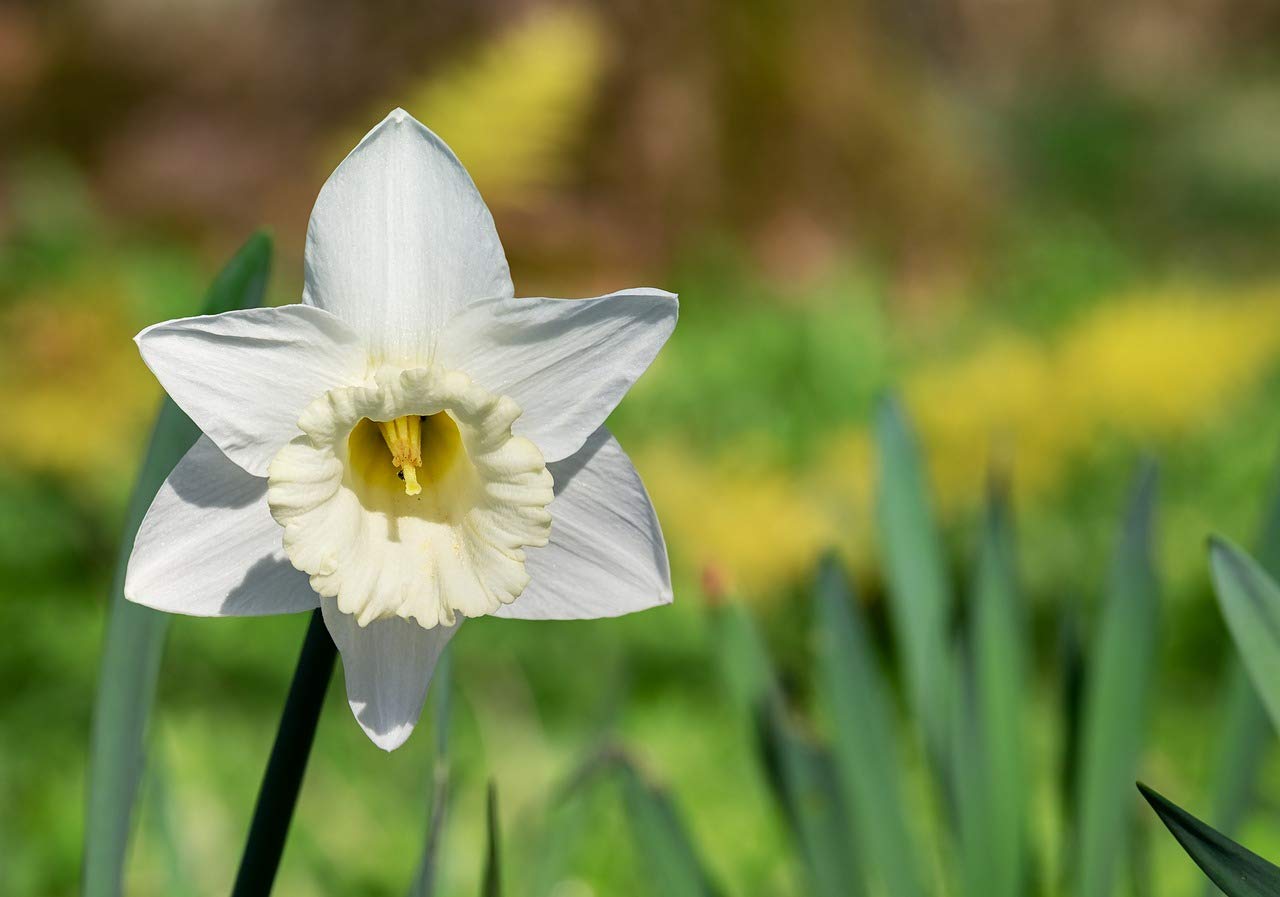 Sprout Bulbs | Eucharis Lily/Amazon Lily Flower Bulbs/Plant White - Pack of 2 Pieces | Gardening Flower Bulbs 1