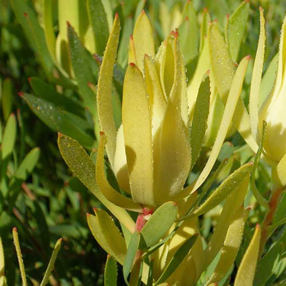 Amazon.co.jp: リューカデンドロン・イエローデビル 5号鉢【品種で