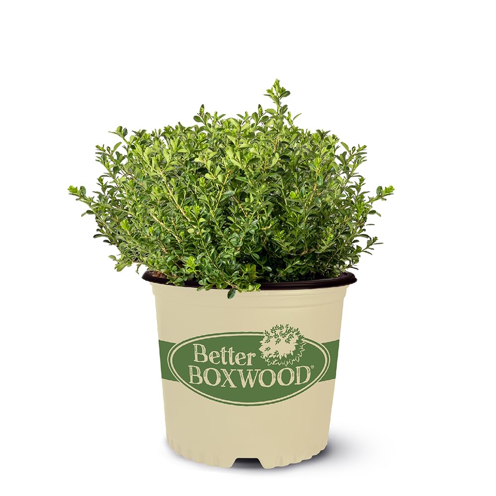1 Gallon Better Boxwood Renaissance Shrub