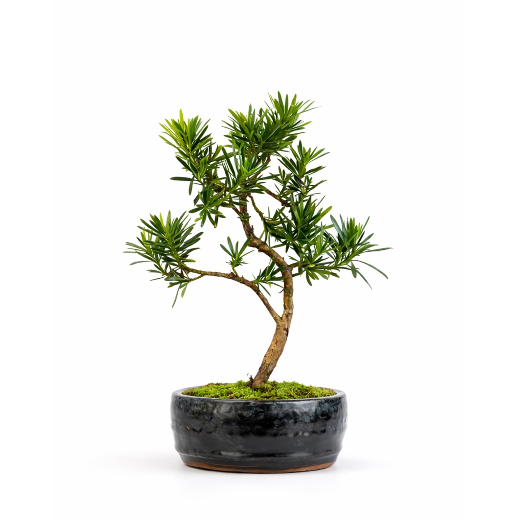 Podocarpus Bonsai Tree – Indoor Evergreen Bonsai Plant in 12cm pot – Real Mini Tree in Ceramic Pot – Easy Care Live Bonsai Gift for Home & Office