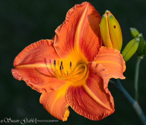 Great Lens with Beautiful Bokeh