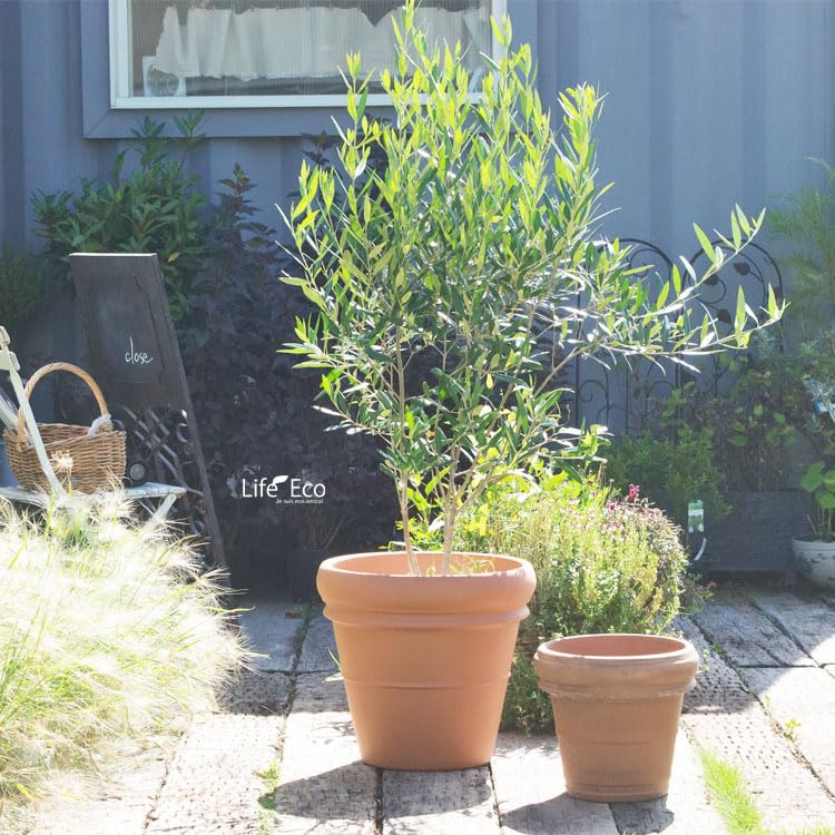 Amazon | イタリア製 テラコッタ鉢 リムポット42cm 大型植木鉢 | 鉢