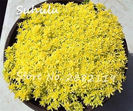 Amazon 2 珍しいゴールドモスセダムシード0粒子美しい花の種ゴールデンエーカーセダムストーンクロップグランドカバー成長するのは簡単 花