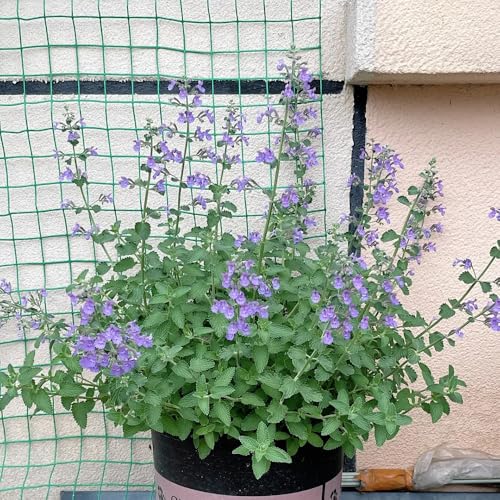 katzenminze bio - alte sorten mehrjährig winterhart balkon 800samen