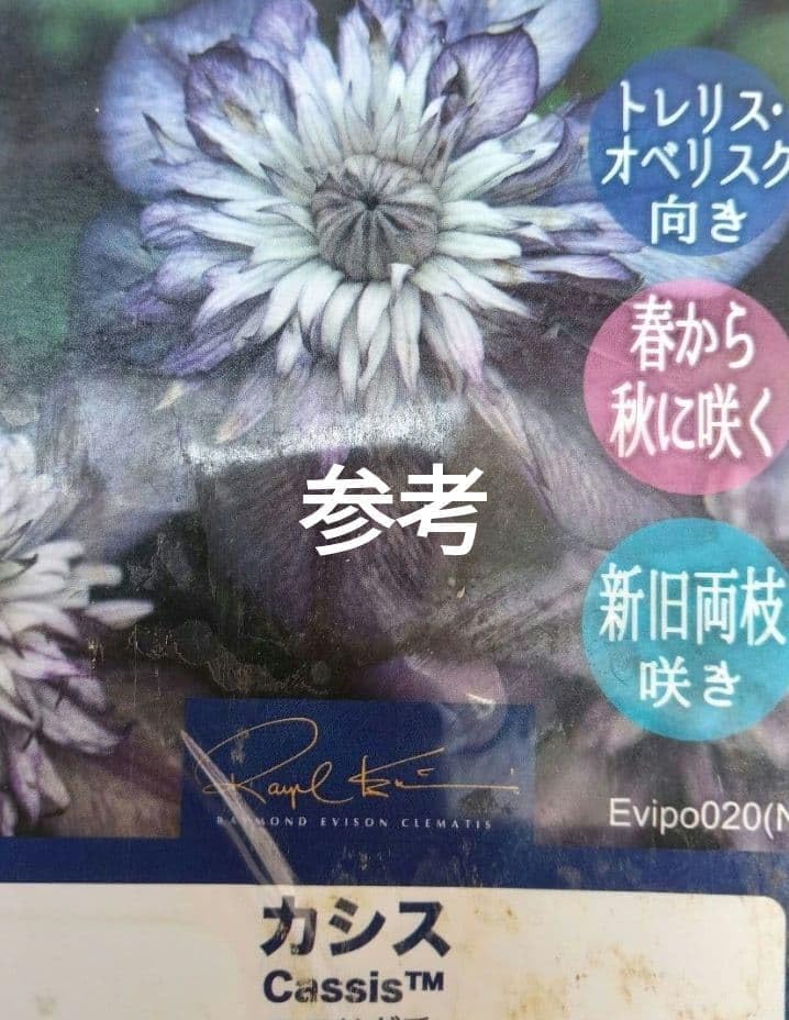Amazon.co.jp: クレマチス 抜き苗 第4種 : DIY・工具・ガーデン