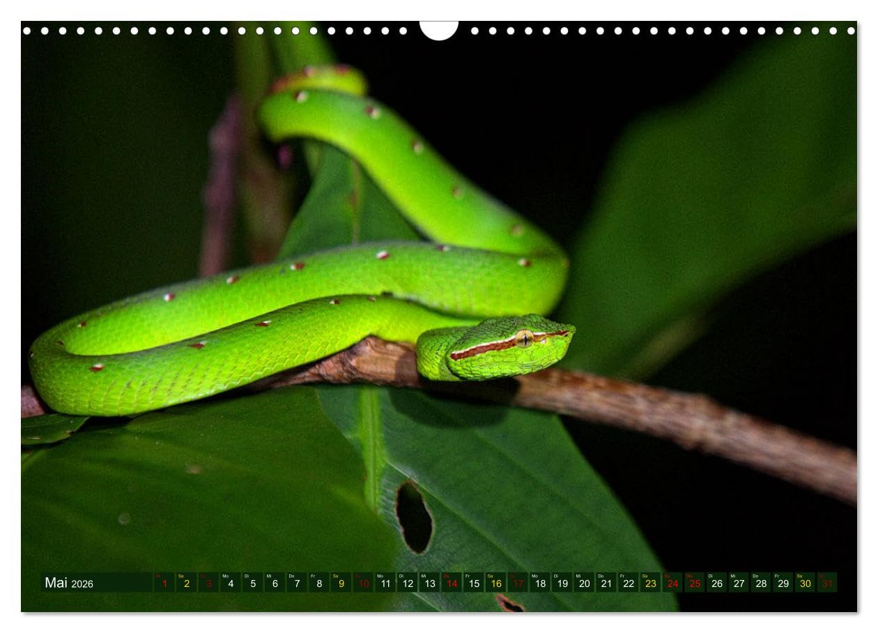 Borneo - Tierparadies Regenwald (Wandkalender 2026 DIN A3 quer), CALVENDO Monatskalender: Eine tierische Bilderreise durch Borneo (CALVENDO Tiere)