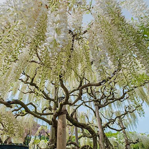 glicina semi interni primavera bonsái interni bonsái invernaderos balcone semi selvatici perenni resistenti reverdecimiento 30pcs