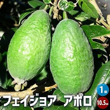 フェイジョア ☆ アポロ 130cm 【公式通販】