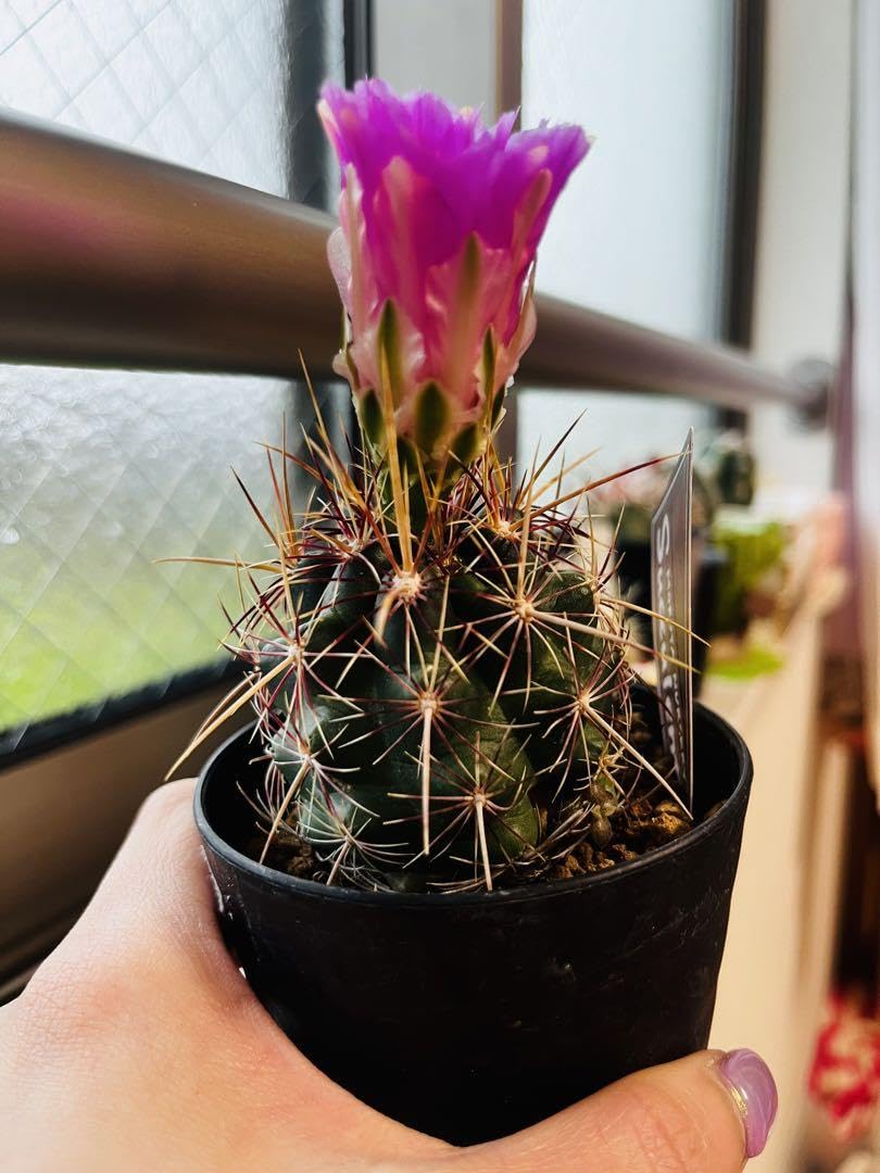 専用ページです！サボテン 美女丸♪抜き苗 楽天市場】サボテン ビジョマル（美女丸） セメント シリンダー