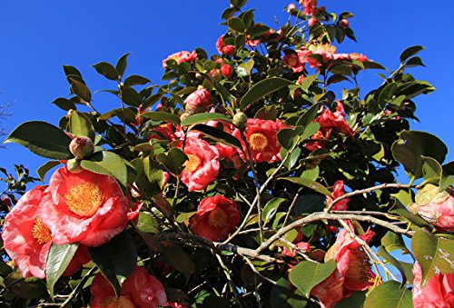 Erbstck 100 Samen Camellia japonica Japanische Kamelie Tee Blume Rose  Winter Mix : Amazon.de: Garten